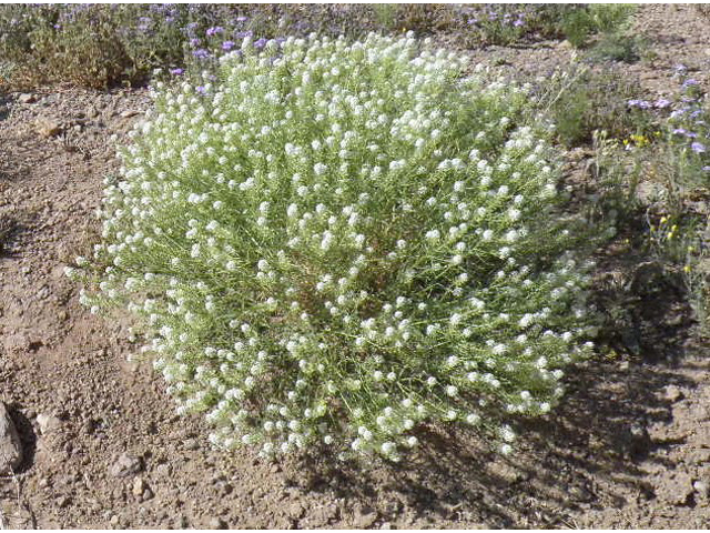 Lepidium alyssoides (Mesa pepperwort) #83184