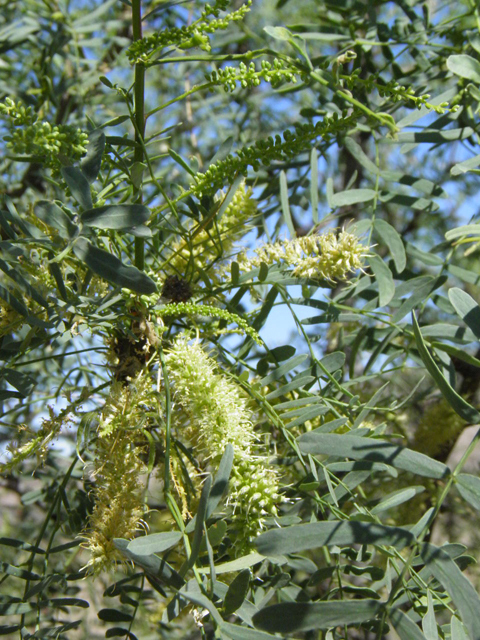 Prosopis glandulosa var. torreyana (Western honey mesquite) #83201