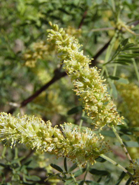 Prosopis glandulosa var. torreyana (Western honey mesquite) #83202