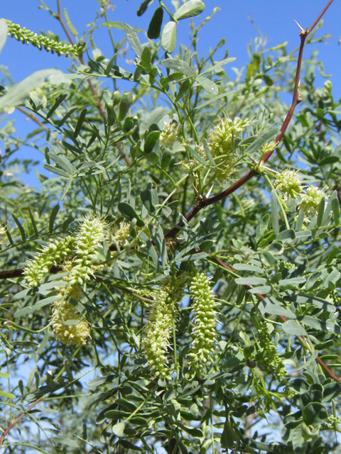 Prosopis glandulosa var. torreyana (Western honey mesquite) #83204