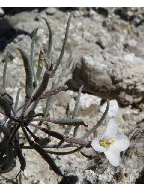 Nerisyrenia linearifolia (White sands fanmustard) #85289
