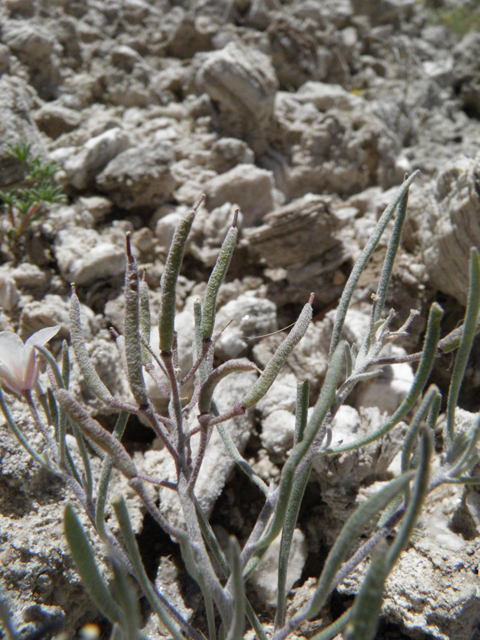 Nerisyrenia linearifolia (White sands fanmustard) #85290