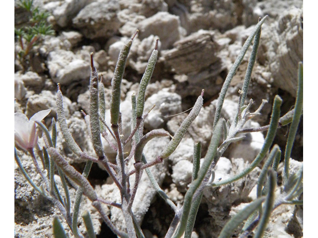 Nerisyrenia linearifolia (White sands fanmustard) #85291