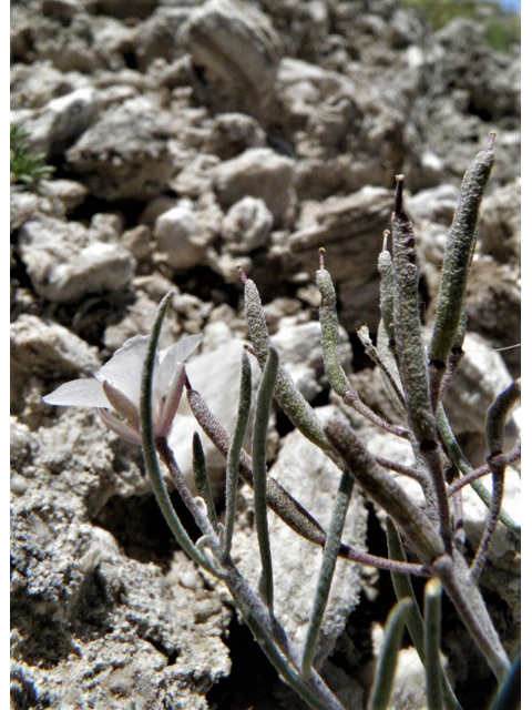 Nerisyrenia linearifolia (White sands fanmustard) #85292