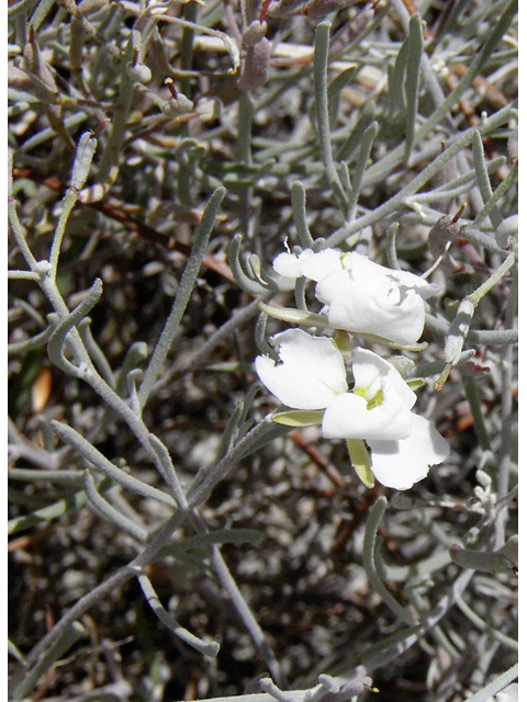 Nerisyrenia linearifolia (White sands fanmustard) #85293