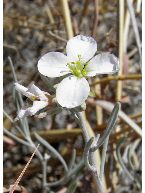 Nerisyrenia linearifolia (White sands fanmustard) #85294