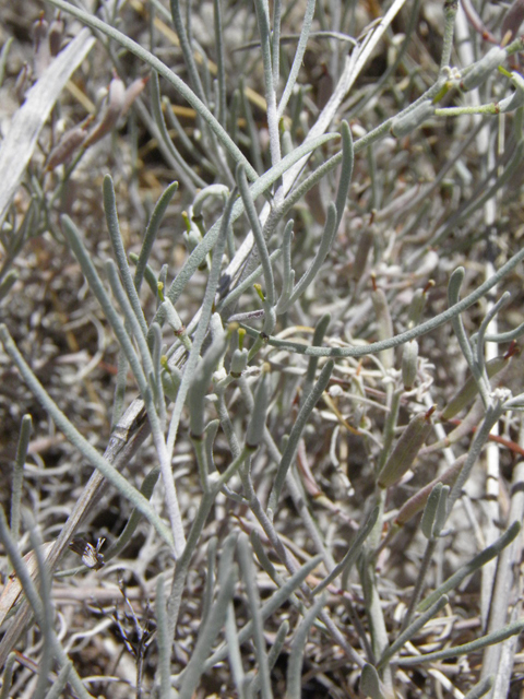 Nerisyrenia linearifolia (White sands fanmustard) #85295
