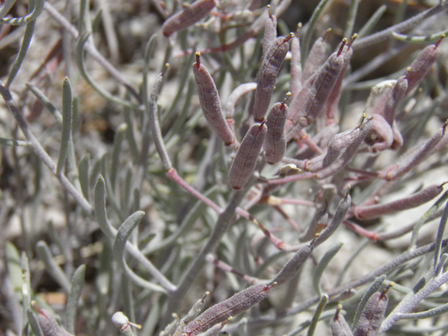 Nerisyrenia linearifolia (White sands fanmustard) #85297