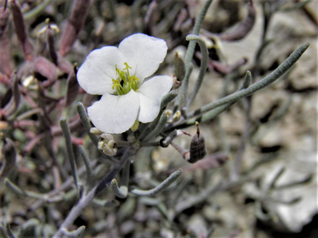 Nerisyrenia linearifolia (White sands fanmustard) #85298