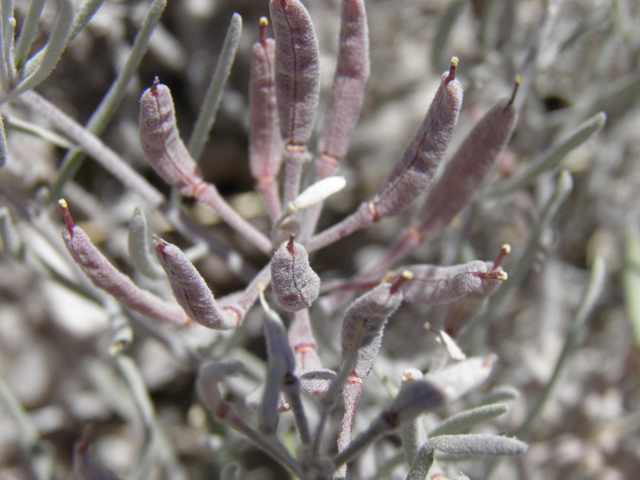 Nerisyrenia linearifolia (White sands fanmustard) #85299