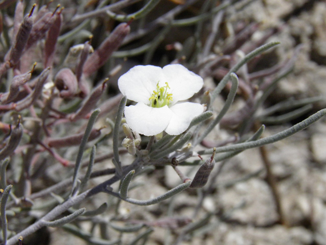 Nerisyrenia linearifolia (White sands fanmustard) #85300