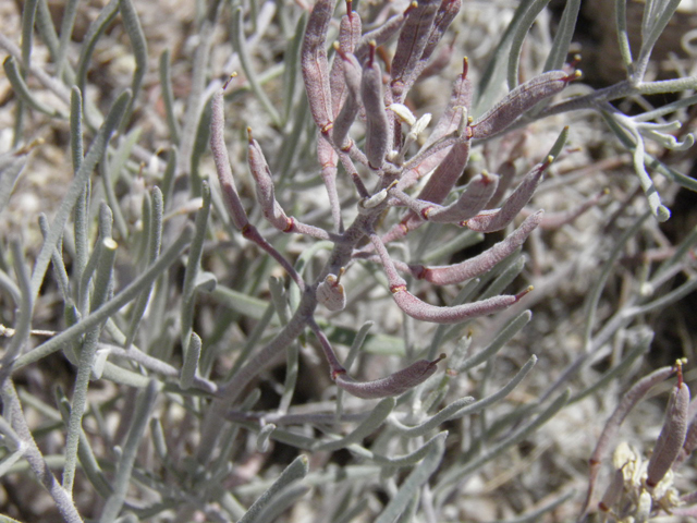 Nerisyrenia linearifolia (White sands fanmustard) #85301