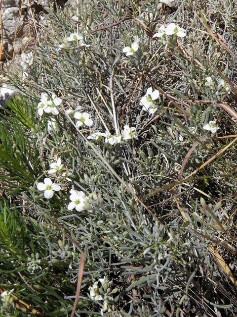 Nerisyrenia linearifolia (White sands fanmustard) #85302