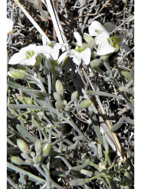 Nerisyrenia linearifolia (White sands fanmustard) #85303
