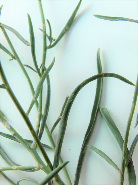 Schoenocrambe linearifolia (Slimleaf plainsmustard) #85351