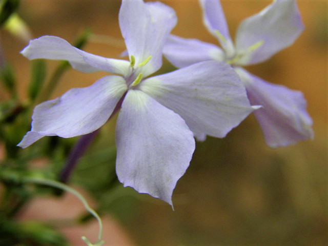 Ipomopsis longiflora (Flaxflowered ipomopsis) #85357