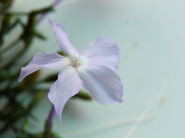 Ipomopsis longiflora (Flaxflowered ipomopsis) #85359