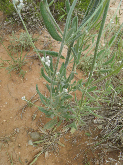 Erigeron annuus (Eastern daisy fleabane) #85361
