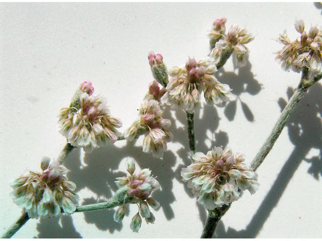 Erigeron annuus (Eastern daisy fleabane) #85362