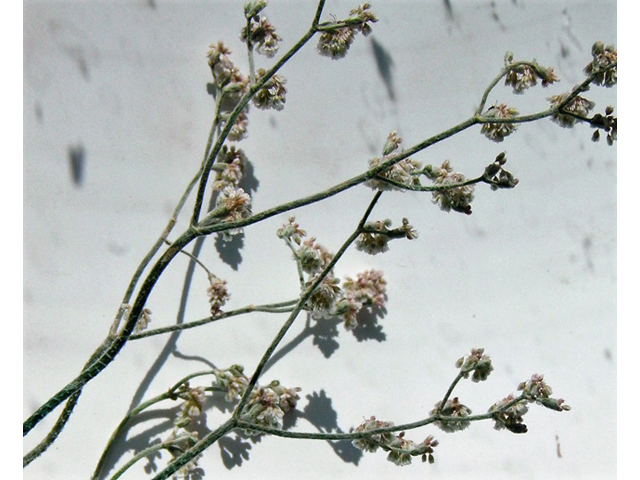 Erigeron annuus (Eastern daisy fleabane) #85363