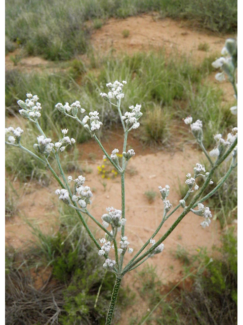 Erigeron annuus (Eastern daisy fleabane) #85369