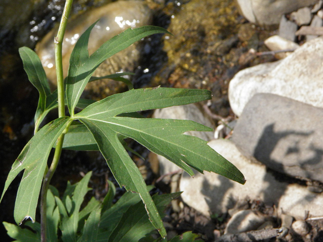 Rudbeckia laciniata (Green-headed coneflower) #85373