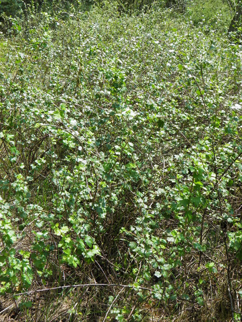 Ribes inerme (Whitestem gooseberry) #85391