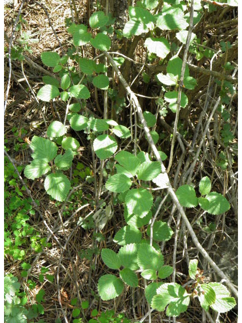 Jamesia americana (Fivepetal cliffbush) #85396