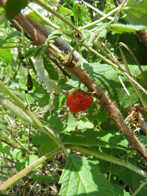 Rubus idaeus (American red raspberry) #85403