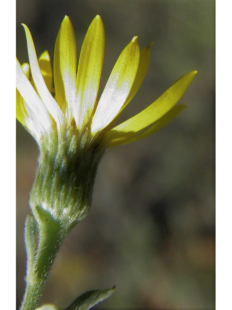 Heterotheca villosa var. villosa (Hairy false goldenaster) #85418