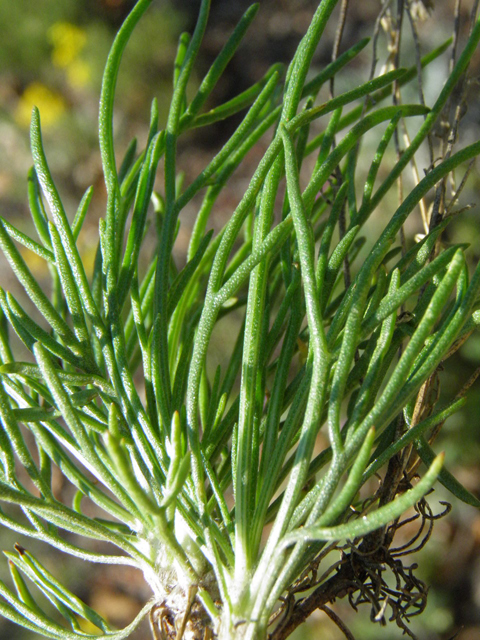 Hymenoxys odorata (Bitter rubberweed) #85431