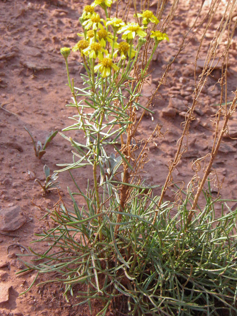 Hymenoxys richardsonii (Pingue rubberweed) #85434