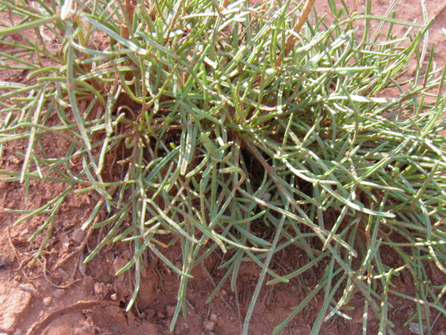 Hymenoxys richardsonii (Pingue rubberweed) #85435