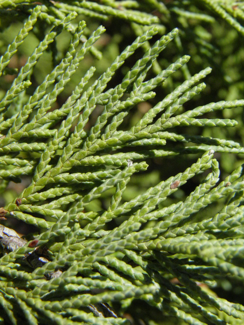 Juniperus monosperma (Oneseed juniper) #85459