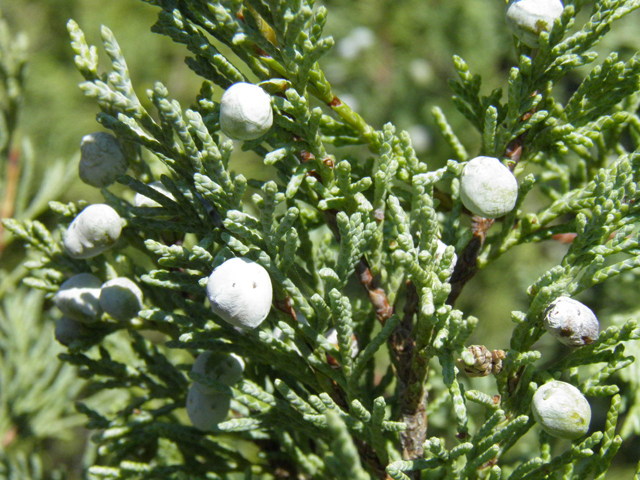 Juniperus scopulorum (Rocky mountain juniper) #85460