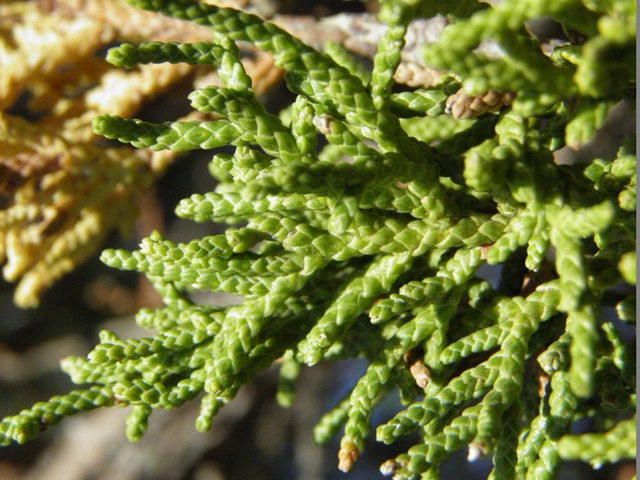Juniperus scopulorum (Rocky mountain juniper) #85464