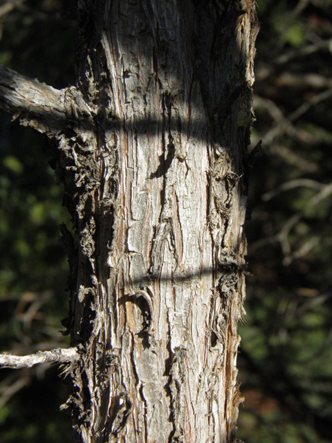 Juniperus scopulorum (Rocky mountain juniper) #85466