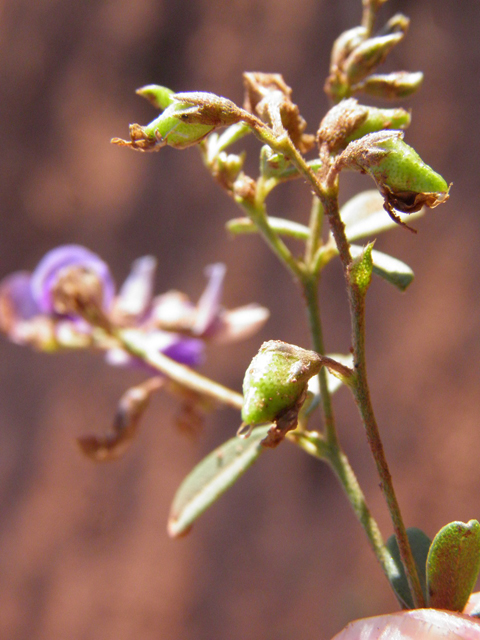 Psoralidium tenuiflorum (Slimflower scurfpea) #85476