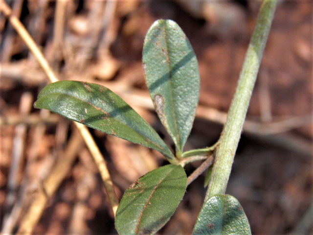 Psoralidium tenuiflorum (Slimflower scurfpea) #85478