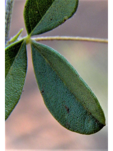 Psoralidium tenuiflorum (Slimflower scurfpea) #85481