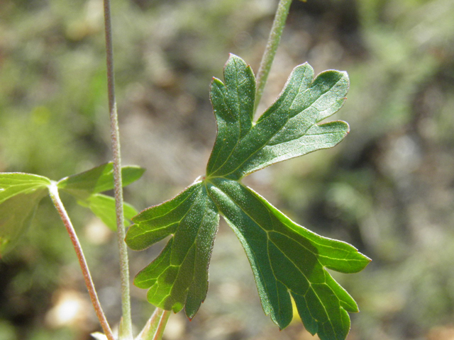 Geranium caespitosum (Pineywoods geranium) #85485
