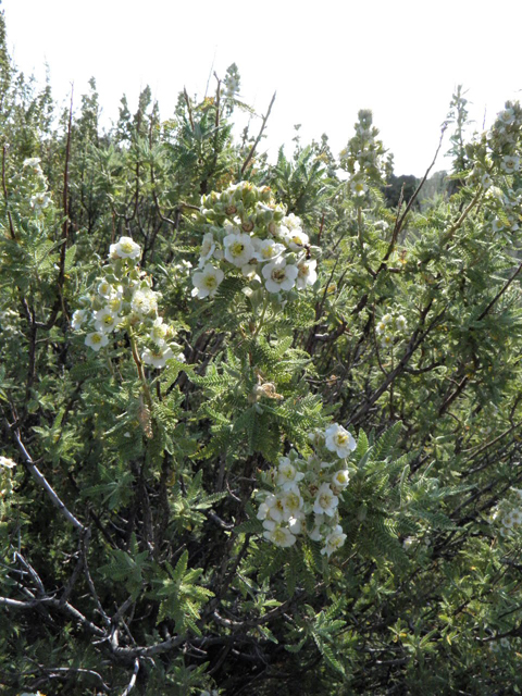 Chamaebatiaria millefolium (Desert sweet) #85511