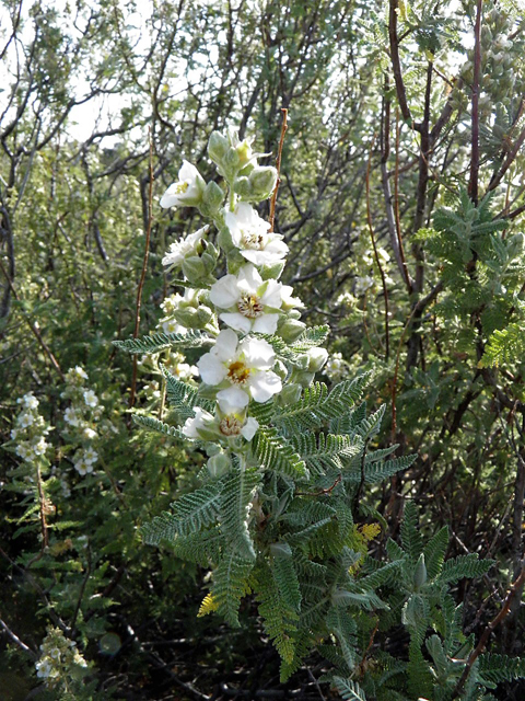 Chamaebatiaria millefolium (Desert sweet) #85512