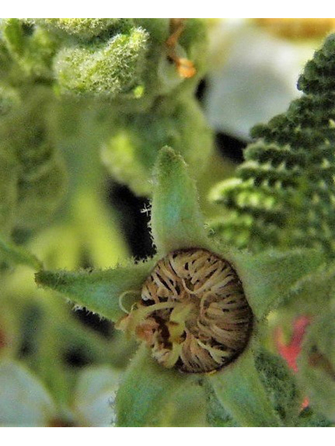Chamaebatiaria millefolium (Desert sweet) #85514