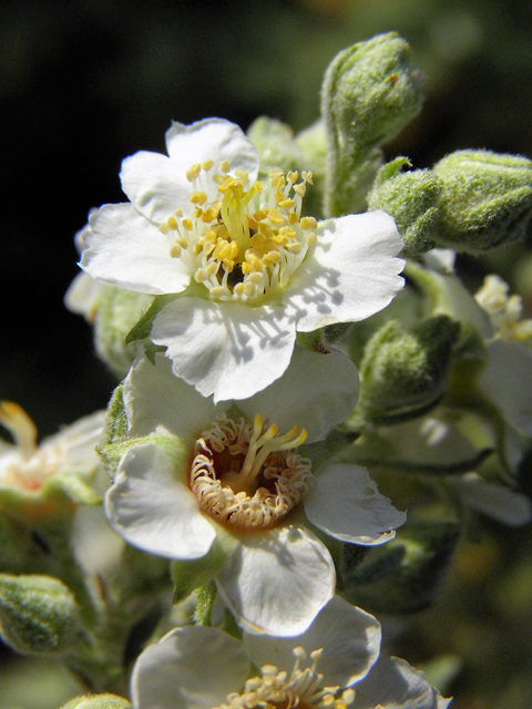 Chamaebatiaria millefolium (Desert sweet) #85516