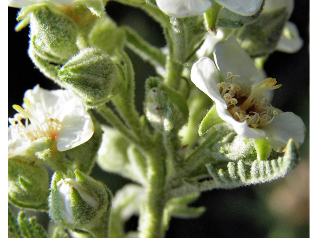 Chamaebatiaria millefolium (Desert sweet) #85517