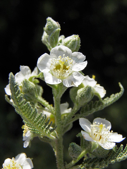 Chamaebatiaria millefolium (Desert sweet) #85519