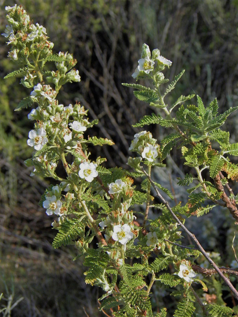 Chamaebatiaria millefolium (Desert sweet) #85521