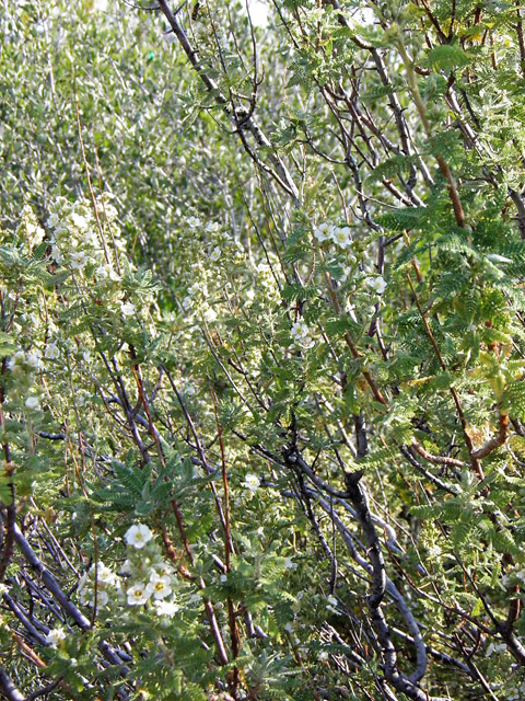 Chamaebatiaria millefolium (Desert sweet) #85522