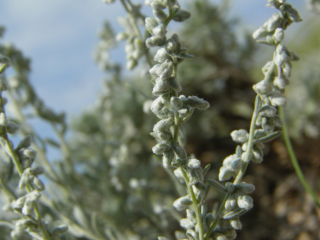 Artemisia bigelovii (Bigelow sage) #85529